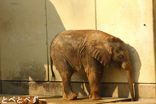 2013年6月1日、愛媛県のとべ動物園で生まれたアフリカゾウの赤ちゃん