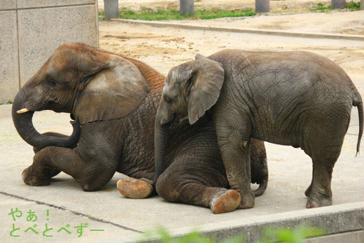 とべ動物園アフリカゾウ:媛ちゃん(長女)、砥愛ちゃん(次女)