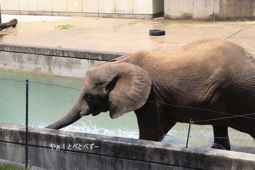 プールで遊ぶアフリカゾウの媛ちゃん（愛媛とべ動物園）