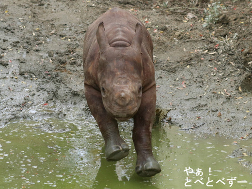 ヒガシクロサイの赤ちゃん誕生♪