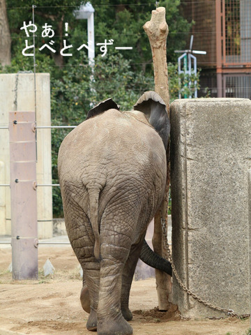 アフリカゾウの写真満載のブログ：やぁ！とべとべずー