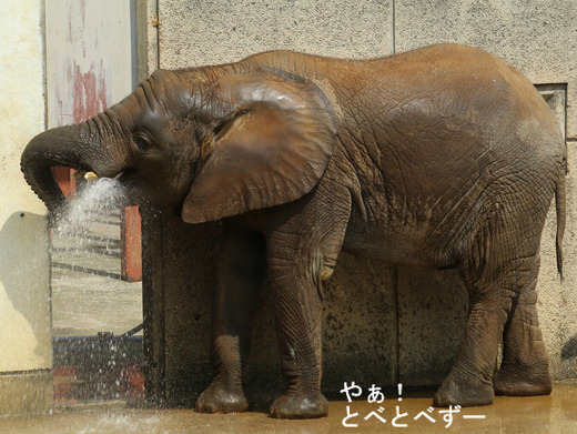 とべ動物園アフリカゾウのブログ：やぁ！とべとべずー