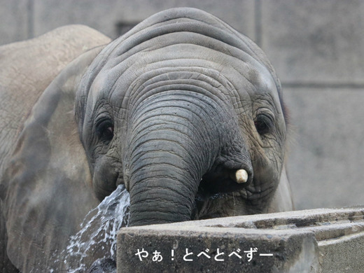 鼻を使って上手に水をすくって飲むアフリカゾウの仔象