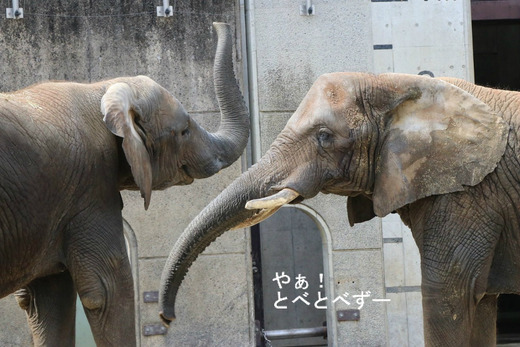 とべ動物園アフリカゾウ