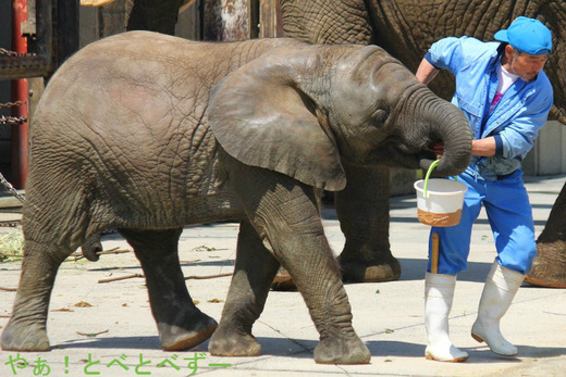 アフリカゾウの写真満載のゾウブログ:やぁ!とべとべずー