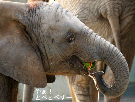ゾウの赤ちゃん：愛媛県立砥部動物園