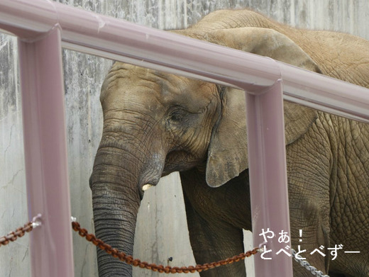 媛ちゃん頑張れ！媛ちゃん応援ブログ：やぁ！とべとべずー