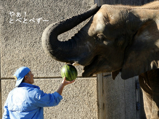 スイカが大好きなアフリカゾウの家族：リカ、媛、砥愛