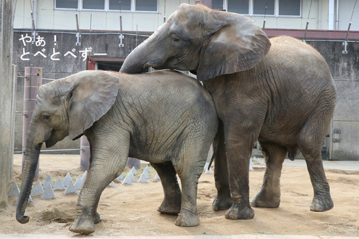 とべ動物園アフリカゾウのブログ：やぁ！とべとべずー