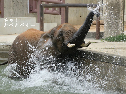 とべ動物園ブログ：やぁ！とべとべずー
