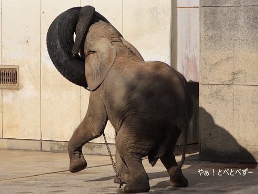 アフリカゾウのお転婆娘：砥愛ちゃん（愛媛とべ動物園）