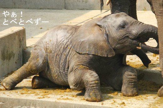 とべ動物園アフリカゾウ ブログ：やぁ！とべとべずー