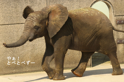 とべ動物園アフリカゾウ：子象の砥愛ちゃん（メス、５歳）