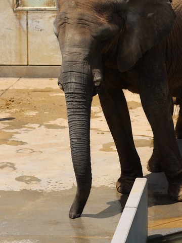 とべ動物園ブログ：やぁ！とべとべずー