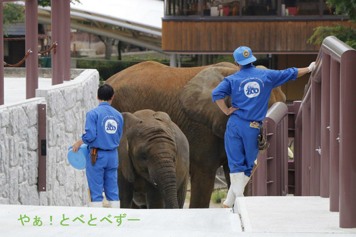 とべ動物園アフリカゾウ舎の工事：その後