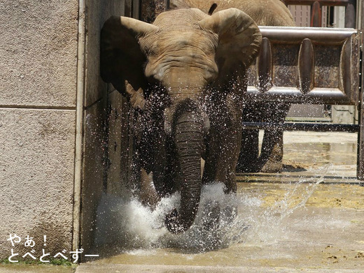 とべ動物園アフリカゾウ