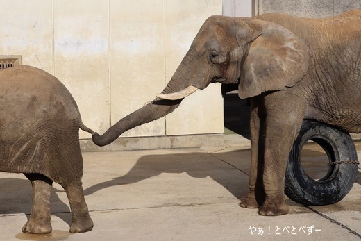 とべ動物園アフリカゾウ：リカ母さん（メス、推定３５歳）