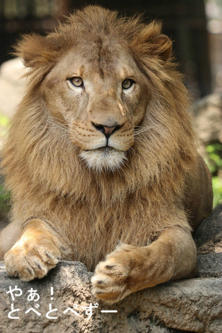 とべ動物園ライオン：柑太郎（かんたろう）