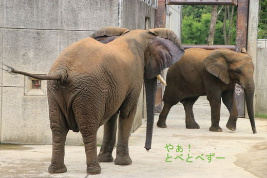 ゾウが興奮したり、怒った際には耳と尻尾を立てる