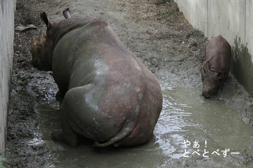 とべ動物園アフリカゾウのブログ：やぁ！とべとべずー
