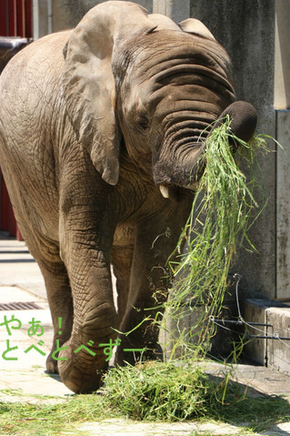 とべ動物園イベント：砥愛ちゃんの５歳のお誕生会（2018.6.2）