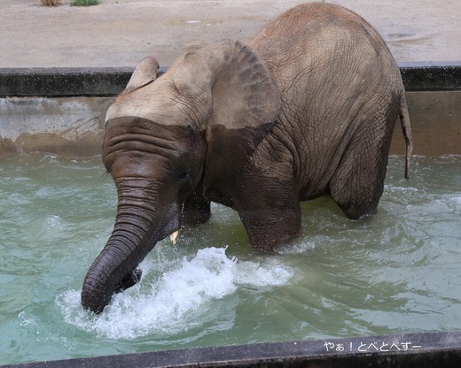 水遊びをするアフリカゾウ＠愛媛県立とべ動物園
