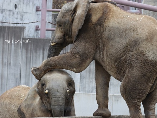 とべ動物園アフリカゾウ:アフ、リカ、媛、砥夢、砥愛