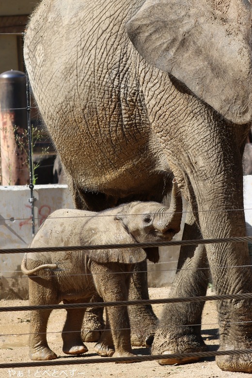 マルミミゾウの赤ちゃん（男の子、ダイJr（仮称））