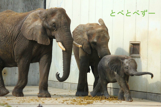 とべ動物園アフリカゾウのブログ：やぁ！とべとべずー