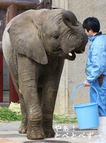 多摩動物公園アフリカゾウの砥夢くんの妹の砥愛ちゃん