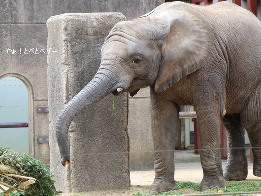 とべ動物園ブログ：砥愛、ララ、イオ、フー、ウララ、ルビー