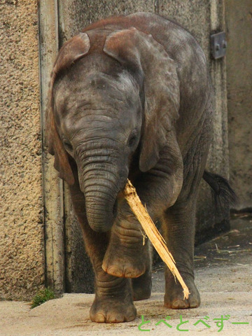 アフリカゾウ 砥愛