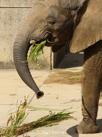 アフリカゾウ大好きブログ:やぁ!とべとべずー