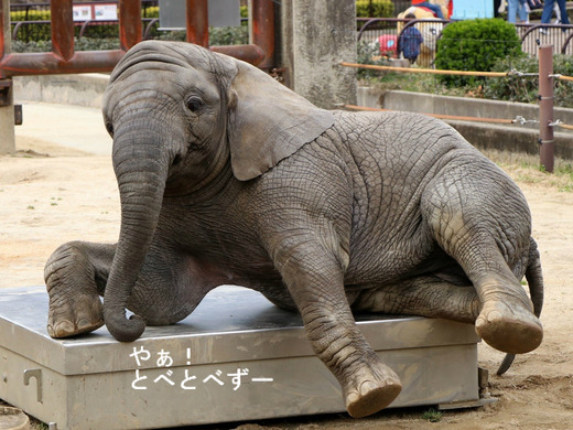 とべ動物園アフリカゾウ：子象の砥愛ちゃん（メス、４歳）