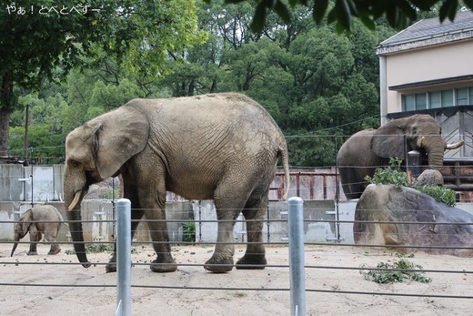 広島市安佐動物公園マルミミゾウのブログ：やぁ！とべとべずー