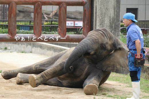 アフリカゾウ、アジアゾウ大好きブログ：やぁ！とべとべずー