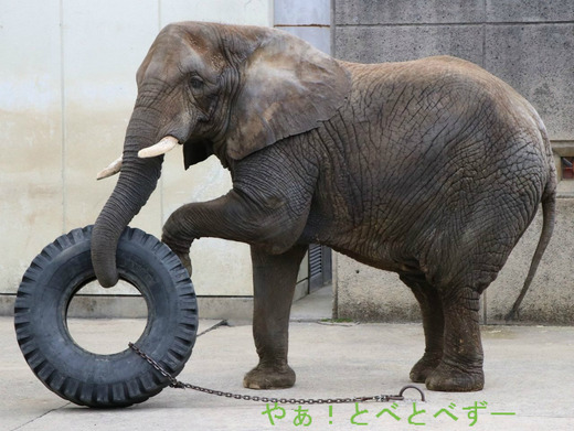 とべ動物園アフリカゾウのブログ