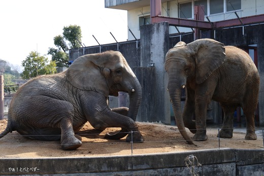 とべ動物園アフリカゾウ：アフ、リカ、媛、砥夢、砥愛