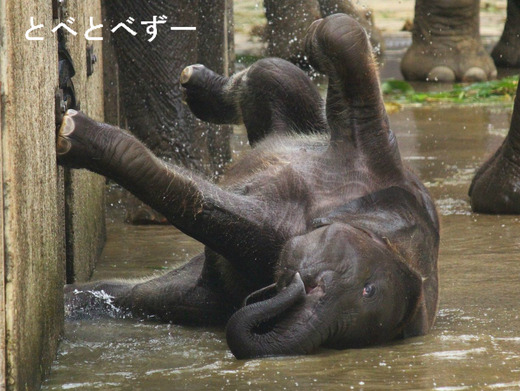 とべ動物園ブログ：ゾウ、ピース、レッサーパンダ