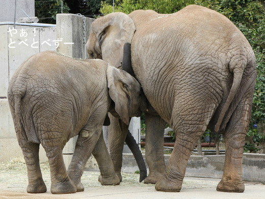 とべ動物園アフリカゾウの親子：リカ母さんと末娘の砥愛ちゃん