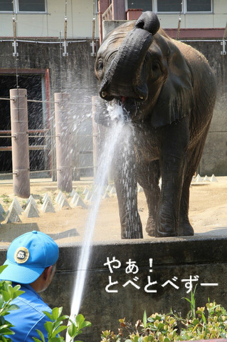アフリカゾウのレジェンド飼育員の椎名修さん