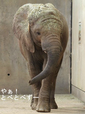 日本で唯一アフリカゾウの子象が見られる愛媛とべ動物園