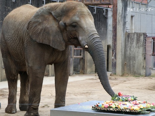 とべ動物園ブログ：媛、柑太郎、リュウト、砥々丸
