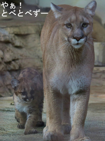 盛岡市動物園のピューマのタフくんに妹が誕生(とべ動物園)