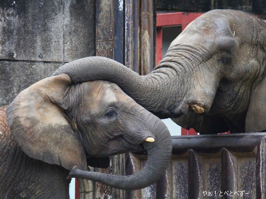 とべ動物園アフリカゾウ：アフ父さん（享年２９歳）