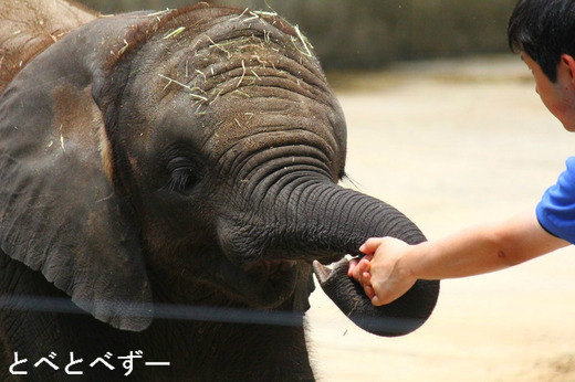 とべ動物園アフリカゾウの赤ちゃん:砥愛(とあ)ちゃん
