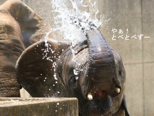 とべ動物園アフリカゾウのブログ：やぁ！とべとべずー