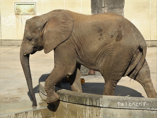 とべ動物園アフリカゾウのブログ：やぁ！とべとべずー