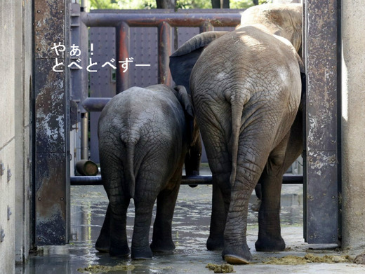 アフリカゾウの仲良し姉妹：媛ちゃん、砥愛ちゃん