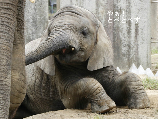 とべ動物園ブログ：やぁ！とべとべずー